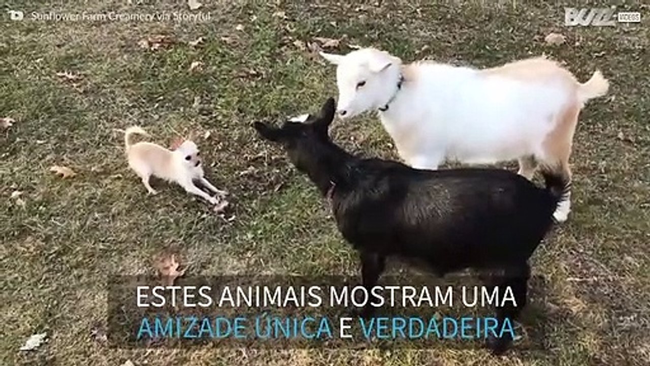 Uma amizade improvável, duas cabras e uma chihuahua