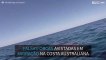 Várias Falsas-orcas avistadas em migração na Austrália