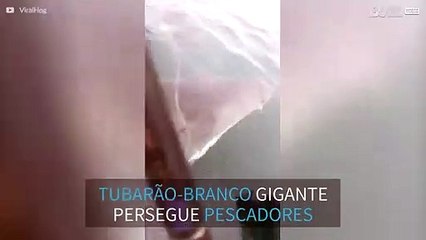 Tubarão-branco gigante assusta pescadores