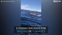 Pescador é cercado por dezenas de tubarões na Austrália