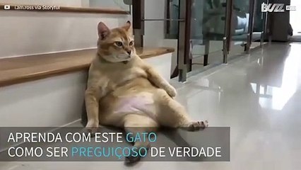 Preguiça! Gato encontra relaxa em posição cômica para ser fotografado