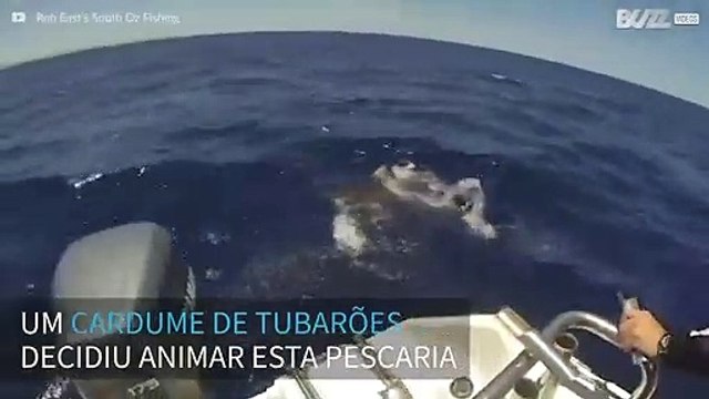 Pescadores encontram cardume de tubarões na Austrália