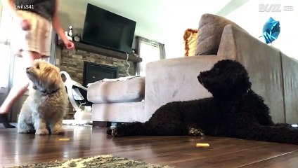 Cão ignora treinamento e come petisco do seu amigo