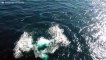 Drone filma fantásticos momentos de baleia-cinzenta
