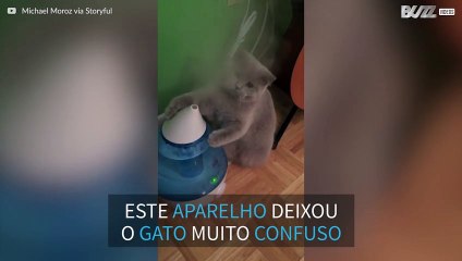 Gato tenta apanhar vapor