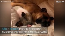 Cão e porco formam uma bela amizade e dormem juntos