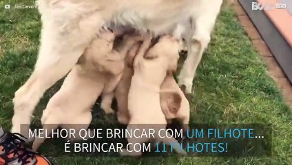 Fofura extrema! Uma tarde com filhotes de labradoodles