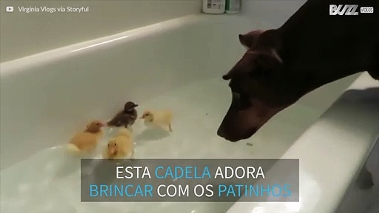 Amizade improvável entre uma cadela doberman e patinhos bebés