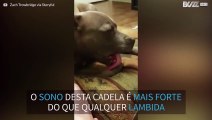 Cão dorme enquanto se lambe!