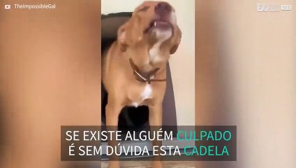 Cadela não consegue evitar parecer culpada