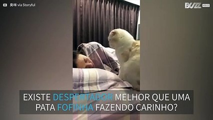 Gato esfomeado se transforma em despertador fofinho