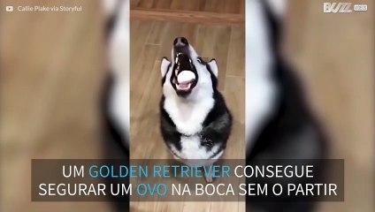 Husky tenta o desafio do ovo