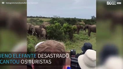 Filhote de elefante escorrega ao lado de turistas na África do Sul