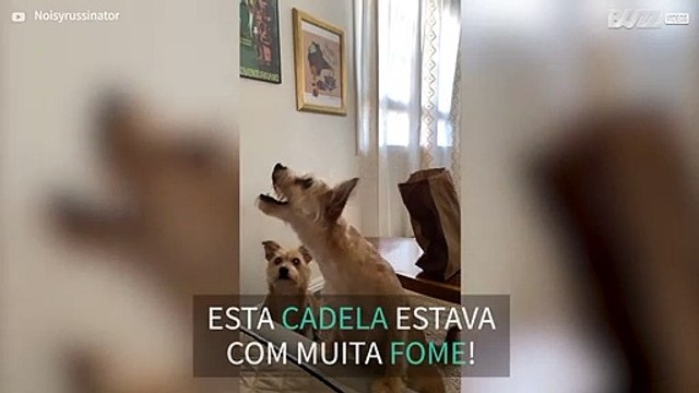 Cadela tem muitas dificuldades em pegar comida