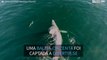 Baleia brinca com golfinhos durante migração!