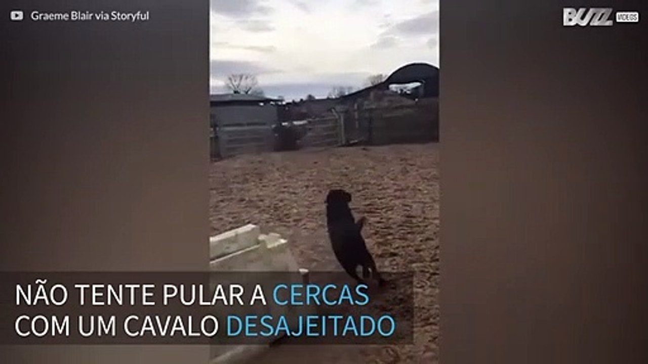 Cavalo desajeitado tenta pular cerca, mas leva tombo hilário