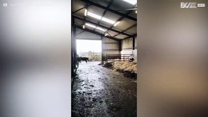 Vacas ficam super animadas em voltar para casa