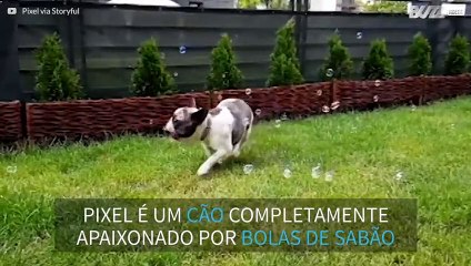 A história de amor entre um buldogue e bolas de sabão