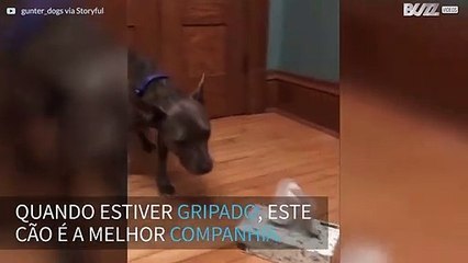 Cão leva lenços para dona gripada