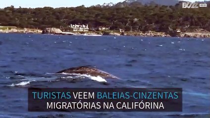 Baleias-cinzentas migratórias acompanham barco turístico