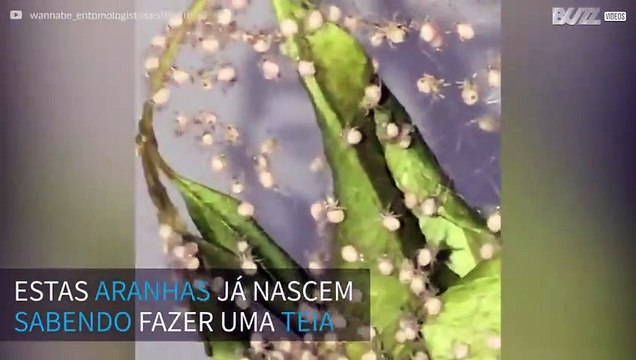 Filhotes de aranha começam a criar teia logo após nascimento