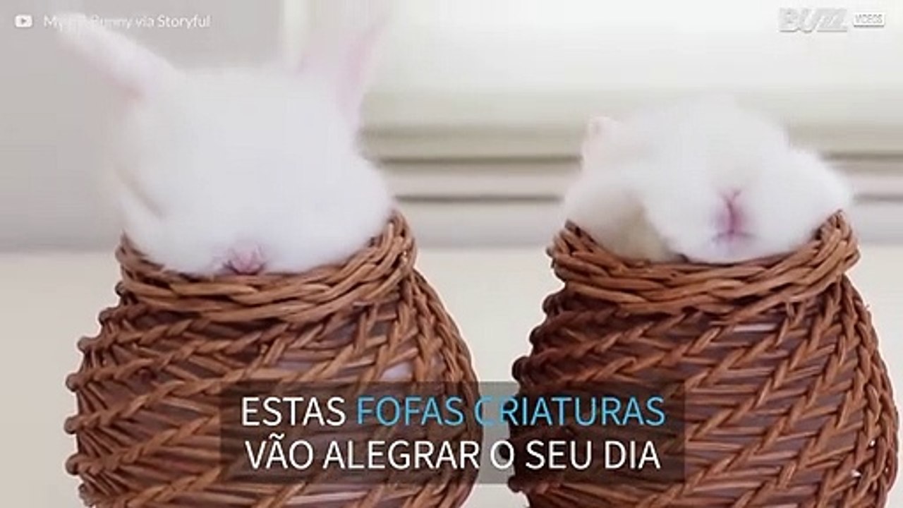 Coelhos bebés meditam dentro de mini-cestos!