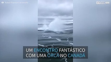 Orca salta muito perto de um barco