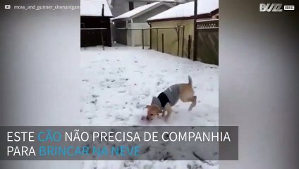 Cão não resiste ficar dentro de casa enquanto neva