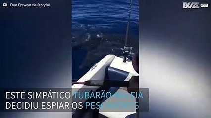 Curioso Tubarão-baleia interage com pescadores