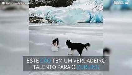 Cão se prepara para entrar na equipe olímpica de curling