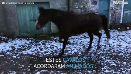 Cavalos saem na neve e se arrependem
