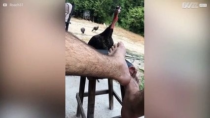 Este peru tem ódio de pés de humanos!