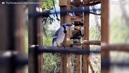 Pássaro imita um gato na perfeição