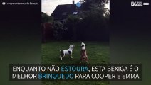 Cães se divertem ao brincar com bexiga