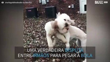 Cães se chocam no ar ao tentar pegar a bola