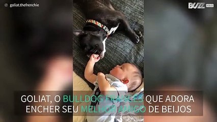 Bulldog francês cheio de amor