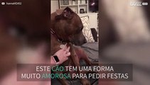 Cão pede festas de forma muito amorosa