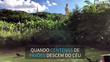Impressionante: Centenas de pavões enfeitam o céu na China