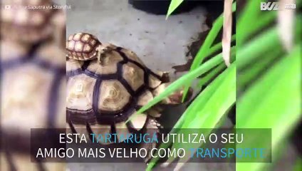 Tartaruga bebé apanha boleia de tartaruga adulta