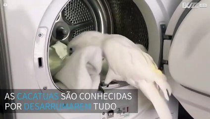 Cacatua ajuda a tirar roupa lavada da máquina