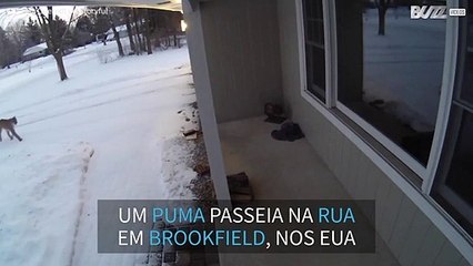 Puma invade varanda de casa nos Estados Unidos