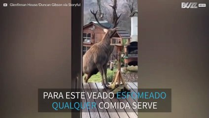 Veado guloso rouba comida de pássaros