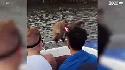 Macaco bebe coca-cola na Tailândia