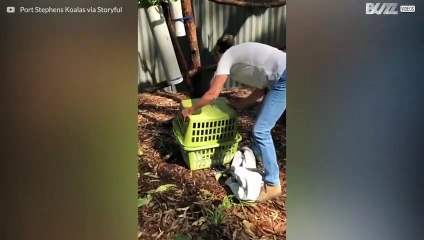 Coala resgatado mostra rápida recuperação em centro na Austrália