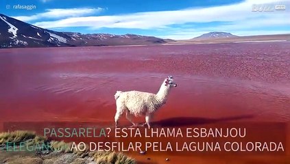 Lhama arrasa ao desfilar pela Laguna Colorada na Bolívia