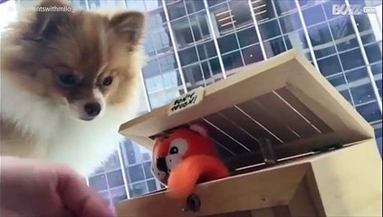 Caixa deixa cão muito confuso