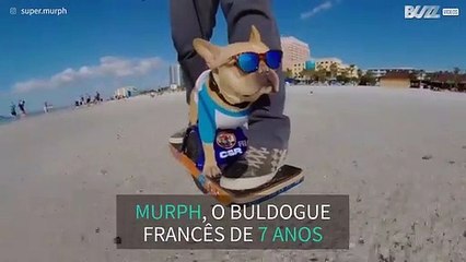 Provavelmente o cão com mais estilo da Flórida