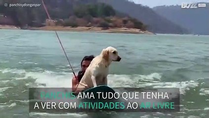 Golden retriever mexicana é apaixonada por atividades ao ar livre
