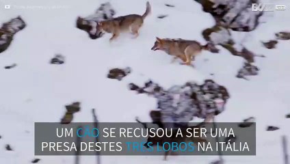 Cão escapa do ataque de três lobos na Itália