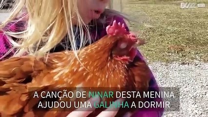 Menina adormece galinha com canção de ninar